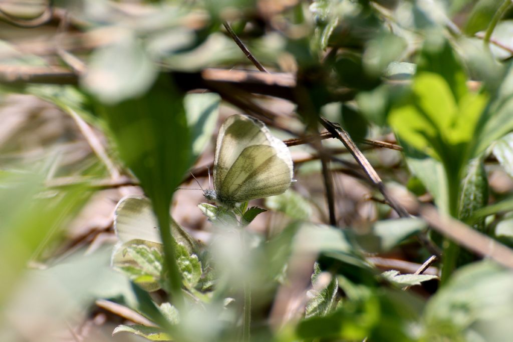 Leptidea sinapis, tutte? S